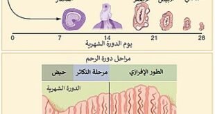 كيفية تغير هرمونات الدورة الشهرية وتأثيرها على الصحة