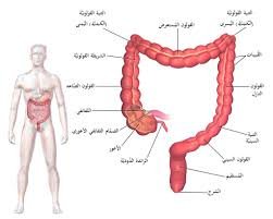 أسباب وعلاجات فعّالة للقولون العصبي